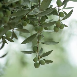 aceitunas sanas verdes para un aceite premium la escalera