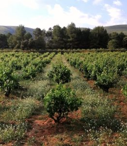 viñedo de la escalera crece rodeado de flores silvestres