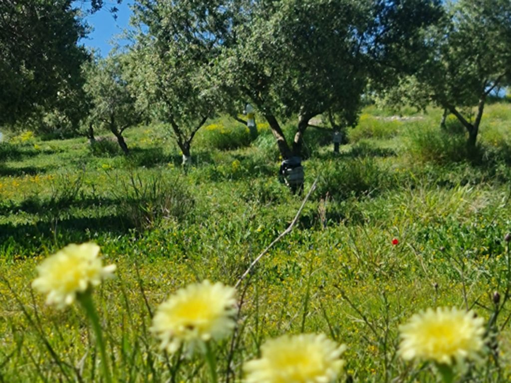 la escalera produce un aceite ecológico donde las aceitunas crecen en biodiversidad