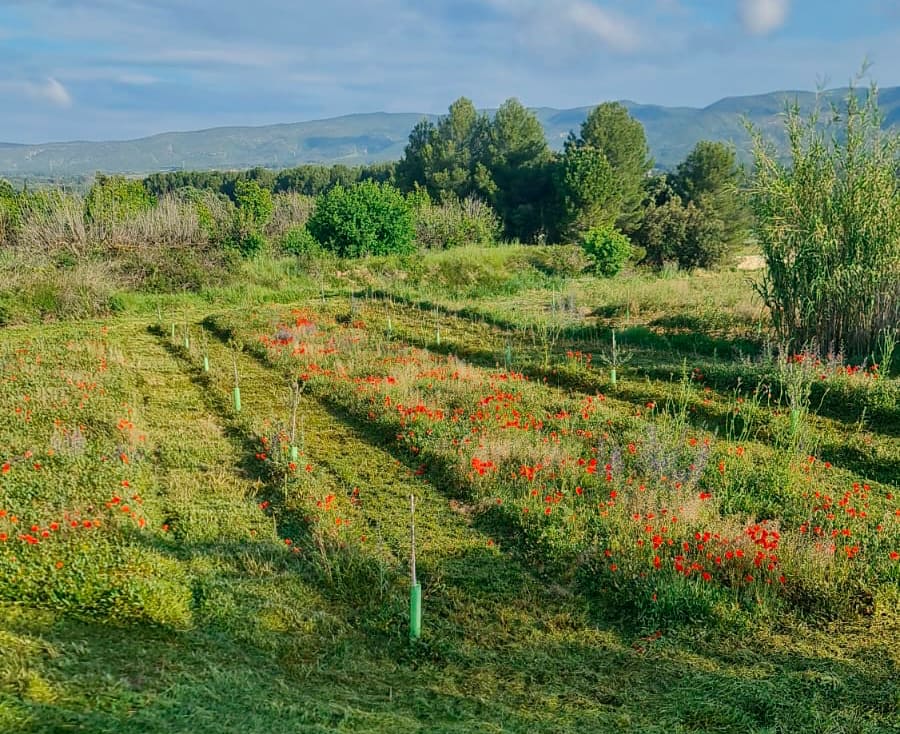 agricultura ecológico con su cubierta vegetal espontanea
