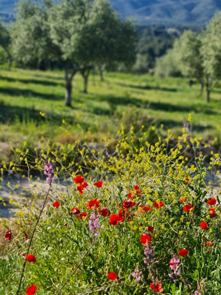 biodiversidad en finca ecológica La Escalera