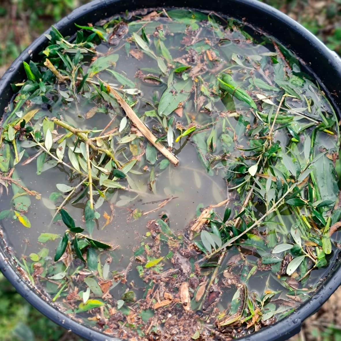 fermentacion de restos del olivo