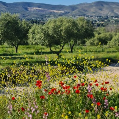 olivar regenerativo biodiversidad y suelo sano