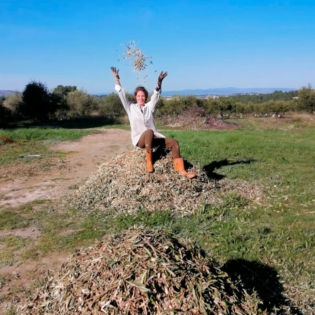 agricultura sostenible y circular. No tiramos nada.restos de poda del olivo para fermentar y devolverlo al suelo del olivar