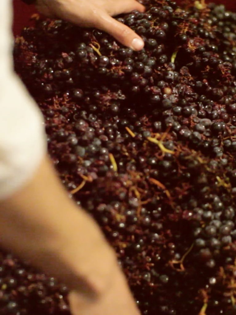 elaboración de vino ecológico en bodega elaboración de vino ecológico en bodega