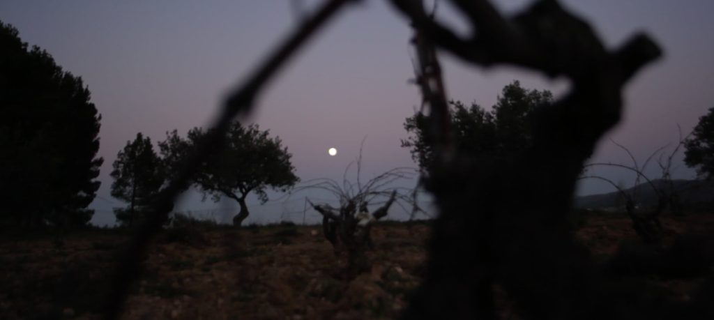 viñedo con luna llena viñedo ecológico La Escalera con cubierta vegetal y luna llena
