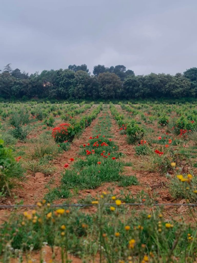 viñedo ecológico La Escalera con cubierta vegetal la escalera vinos en biodiversidad sin quimicos
