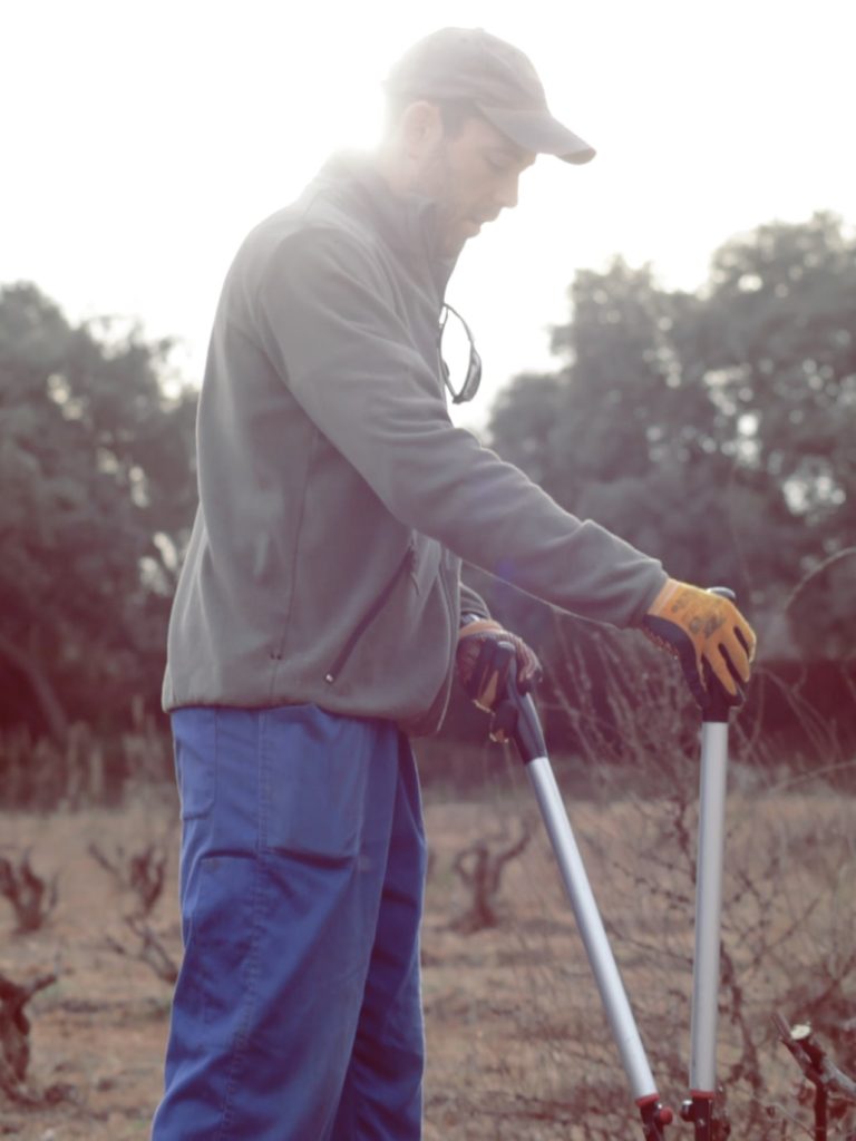 viñedo traditional a mano hacer vino empieza en el campo.